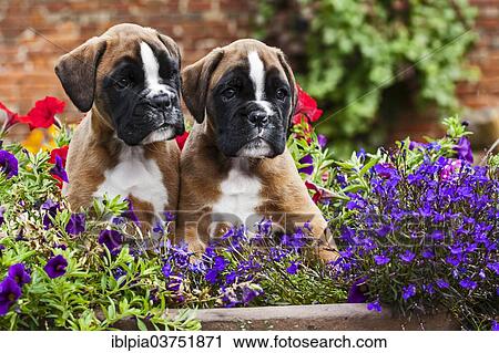 Boxer puppies View Large Photo Image Stock Image - Boxer puppies. Fotosearch