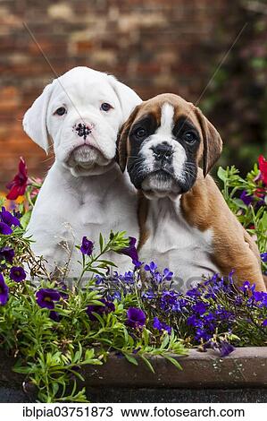 Boxer puppies View Large Photo Image Stock Image - Boxer puppies. Fotosearch