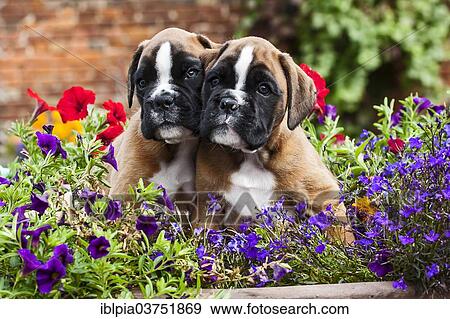 Boxer puppies View Large Photo Image Stock Photo - Boxer puppies. Fotosearch