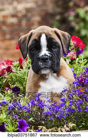 Boxer puppy View Large Photo Image Stock Photo - Boxer puppy. Fotosearch