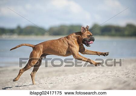Boxer running along the beach, Baltic Sea, Mecklenburg-Western Pomerania, Germany, Europe View Large Photo Image Stock Photography - Boxer running along the beach, Baltic Sea, Mecklenburg-Western Pomerania, Germany, Europe. Fotosearch