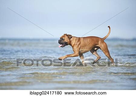 Boxer running in the water, Baltic Sea, Mecklenburg-Western Pomerania, Germany, Europe View Large Photo Image Stock Image - Boxer running in the water, Baltic Sea, Mecklenburg-Western Pomerania, Germany, Europe. Fotosearch