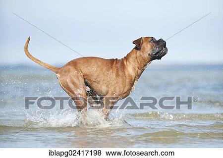 Boxer running in the water, Baltic Sea, Mecklenburg-Western Pomerania, Germany, Europe View Large Photo Image Stock Photo - Boxer running in the water, Baltic Sea, Mecklenburg-Western Pomerania, Germany, Europe. Fotosearch