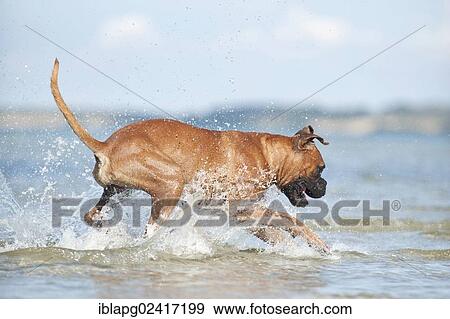 Boxer running in the water, Baltic Sea, Mecklenburg-Western Pomerania, Germany, Europe View Large Photo Image Stock Photo - Boxer running in the water, Baltic Sea, Mecklenburg-Western Pomerania, Germany, Europe. Fotosearch
