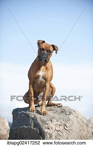 Boxer sitting on a rock View Large Photo Image Stock Image - Boxer sitting on a rock. Fotosearch