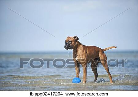Boxer standing in water, Baltic Sea, Mecklenburg-Western Pomerania, Germany, Europe View Large Photo Image Picture - Boxer standing in water, Baltic Sea, Mecklenburg-Western Pomerania, Germany, Europe. Fotosearch