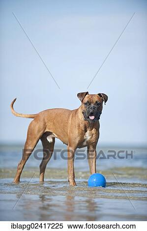 Boxer standing with a ball in water, Baltic Sea, Mecklenburg-Western Pomerania, Germany, Europe View Large Photo Image Stock Photography - Boxer standing with a ball in water, Baltic Sea, Mecklenburg-Western Pomerania, Germany, Europe. Fotosearch