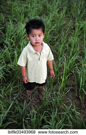 Stock Photo - "Boy, 2, standing in a field of oats, in a community of Guarani Indians, Jaguary, Caaguazu Department, Paraguay, South America". Fotosearch