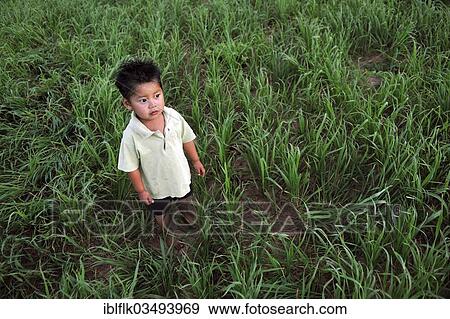 Stock Photo - "Boy, 2, standing in a field of oats, in a community of Guarani Indians, Jaguary, Caaguazu Department, Paraguay, South America". Fotosearch