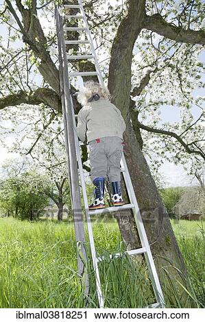 "Boy, 3, climbing up a ladder to a blossoming fruit tree" View Large Photo Image Stock Image - "Boy, 3, climbing up a ladder to a blossoming fruit tree". Fotosearch