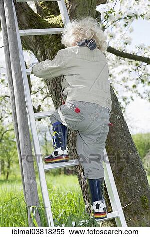 "Boy, 3, climbing up a ladder to a blossoming fruit tree" View Large Photo Image Stock Photography - "Boy, 3, climbing up a ladder to a blossoming fruit tree". Fotosearch