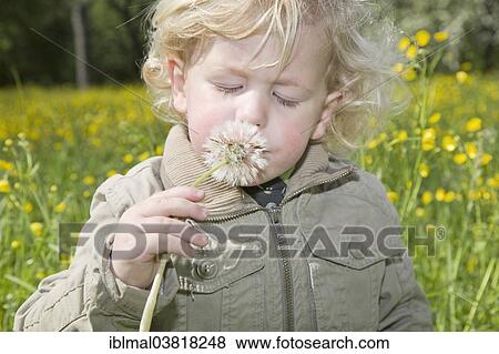 "Boy, 3, smelling a dandelion clock on a flowering spring meadow" View Large Photo Image Stock Photo - "Boy, 3, smelling a dandelion clock on a flowering spring meadow". Fotosearch
