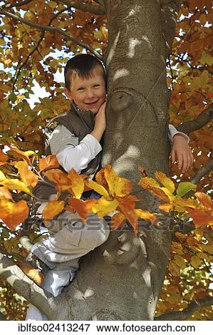 Boy, 6, in a Beech (Fagus sylvatica) with autumn leaves, Thuringia, Germany, Europe View Large Photo Image Stock Photo - Boy, 6, in a Beech (Fagus sylvatica) with autumn leaves, Thuringia, Germany, Europe. Fotosearch