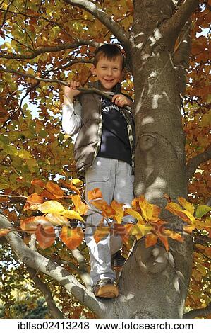 Boy, 6, in a Beech (Fagus sylvatica) with autumn leaves, Thuringia, Germany, Europe View Large Photo Image Stock Photo - Boy, 6, in a Beech (Fagus sylvatica) with autumn leaves, Thuringia, Germany, Europe. Fotosearch
