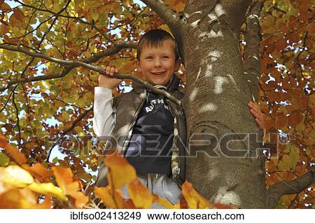 Stock Photo - Boy, 6, in a Beech (Fagus sylvatica) with autumn leaves, Thuringia, Germany, Europe. Fotosearch