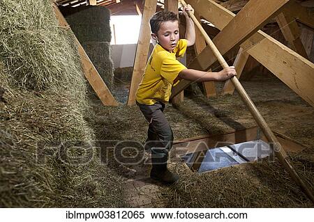 "Boy, 6 years, using a rake to move hay from the attic into the barn below, Alp Gun, Graubunden, Switzerland, Europe" View Large Photo Image Stock Photography - "Boy, 6 years, using a rake to move hay from the attic into the barn below, Alp Gun, Graubunden, Switzerland, Europe". Fotosearch