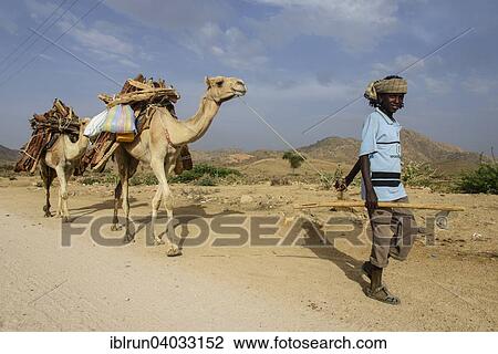 "Boy and camels loaded with firewood walking through Keren, Eritrea, Africa" View Large Photo Image Stock Image - "Boy and camels loaded with firewood walking through Keren, Eritrea, Africa". Fotosearch