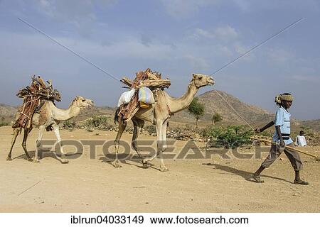"Boy and camels loaded with firewood walking through Keren, Eritrea, Africa" View Large Photo Image Stock Photo - "Boy and camels loaded with firewood walking through Keren, Eritrea, Africa". Fotosearch