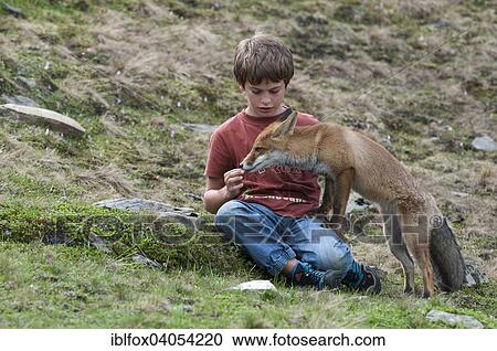 "Boy feeding a vixen, Red Fox (Vulpes vulpes), Austria, Europe" View Large Photo Image Stock Image - "Boy feeding a vixen, Red Fox (Vulpes vulpes), Austria, Europe". Fotosearch