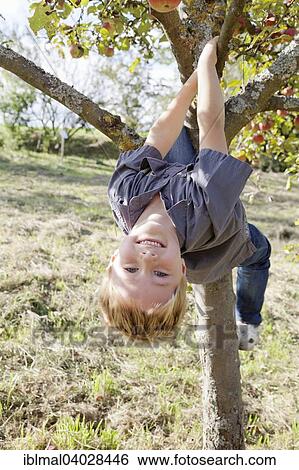 "Boy, five, years, hanging upside down in an apple tree" View Large Photo Image Stock Photograph - "Boy, five, years, hanging upside down in an apple tree". Fotosearch