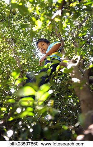 Stock Image - "Boy from the Ache-Guarani indigenous group picking mandarins in a tree, Cerro Monti, San Joaquin, Caaguazu Department, Paraguay, South America". Fotosearch