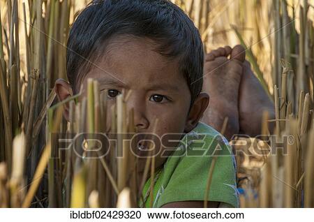 "Boy from the Shan or Thai Yai ethnic minority lying in a harvested rice paddy, stubble field, Soppong or Pang Mapha area, Northern Thailand, Thailand, Asia" View Large Photo Image Stock Image - "Boy from the Shan or Thai Yai ethnic minority lying in a harvested rice paddy, stubble field, Soppong or Pang Mapha area, Northern Thailand, Thailand, Asia". Fotosearch
