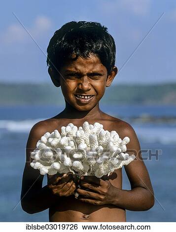 "Boy holding a coral, Galle, Sudprovinz, Sri Lanka, Asia" View Large Photo Image Stock Photograph - "Boy holding a coral, Galle, Sudprovinz, Sri Lanka, Asia". Fotosearch