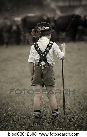 "Boy in front of a herd of cattle during the Viehscheid cattle drive, Gunzesried, Allgau, Bavaria, Germany, Europe" View Large Photo Image Stock Photo - "Boy in front of a herd of cattle during the Viehscheid cattle drive, Gunzesried, Allgau, Bavaria, Germany, Europe". Fotosearch