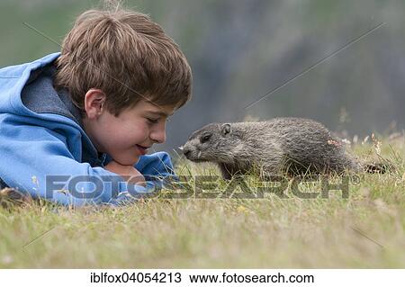 "Boy looking at a young curious European Marmot (Marmota marmota), High Tauern National Park, Carinthia, Austria, Europe" View Large Photo Image Stock Image - "Boy looking at a young curious European Marmot (Marmota marmota), High Tauern National Park, Carinthia, Austria, Europe". Fotosearch