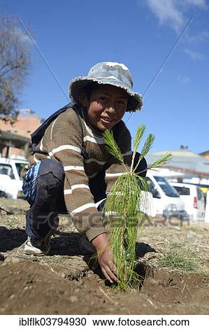 "Boy planting a Pine tree (Pinus) on a day of action to protect the environment, El Alto, Department of La Paz, Bolivia, South America" View Large Photo Image Stock Image - "Boy planting a Pine tree (Pinus) on a day of action to protect the environment, El Alto, Department of La Paz, Bolivia, South America". Fotosearch
