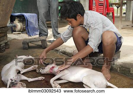 "Boy removing hair from slaughtered dogs, Siem Reap, Siem Reap, Siem Reap Province, Cambodia, Asia" View Large Photo Image Stock Image - "Boy removing hair from slaughtered dogs, Siem Reap, Siem Reap, Siem Reap Province, Cambodia, Asia". Fotosearch