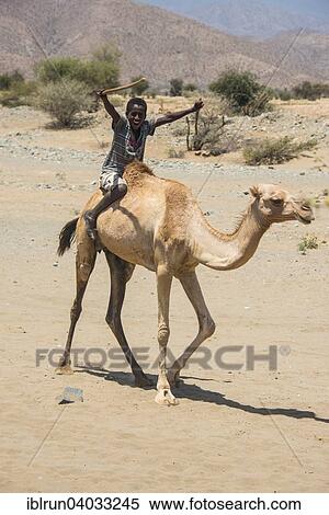 "Boy riding on a camel, in the lowlands, Eritrea, Africa" View Large Photo Image Stock Photography - "Boy riding on a camel, in the lowlands, Eritrea, Africa". Fotosearch