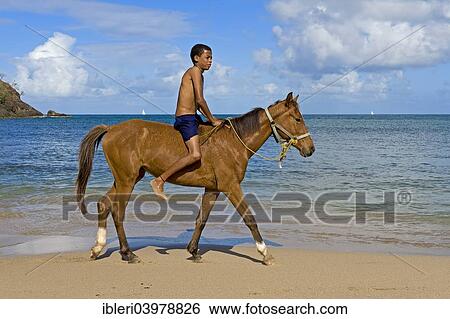 "Boy riding on a horse on the beach, Saint Lucia, North America" View Large Photo Image Stock Photograph - "Boy riding on a horse on the beach, Saint Lucia, North America". Fotosearch