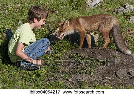"Boy sitting next to a Red Fox (Vulpes vulpes) at its den, Austria, Europe" View Large Photo Image Stock Photo - "Boy sitting next to a Red Fox (Vulpes vulpes) at its den, Austria, Europe". Fotosearch