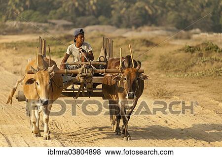"Boy travelling on an oxcart, Ngapali Beach, Thandwe, Myanmar, Asia" View Large Photo Image Stock Photo - "Boy travelling on an oxcart, Ngapali Beach, Thandwe, Myanmar, Asia". Fotosearch