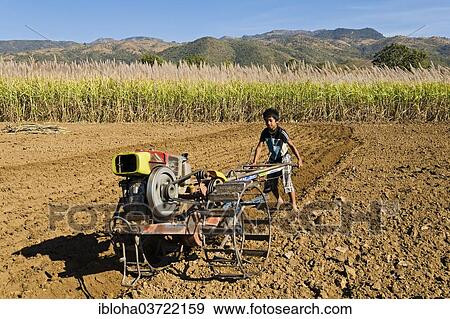 "Boy using a walking tractor or a single-axle tractor for field work on a sugar cane field, Nyaung Shwe, Shan State, Myanmar, Burma, Asia" View Large Photo Image Stock Photo - "Boy using a walking tractor or a single-axle tractor for field work on a sugar cane field, Nyaung Shwe, Shan State, Myanmar, Burma, Asia". Fotosearch