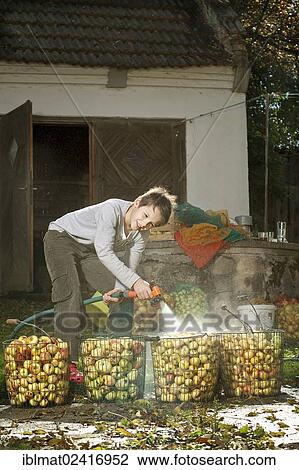 Boy washing apples for making juice View Large Photo Image Stock Image - Boy washing apples for making juice. Fotosearch