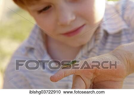 Stock Image - "Boy watching a grasshopper, Lower Saxony, Germany, Europe". Fotosearch