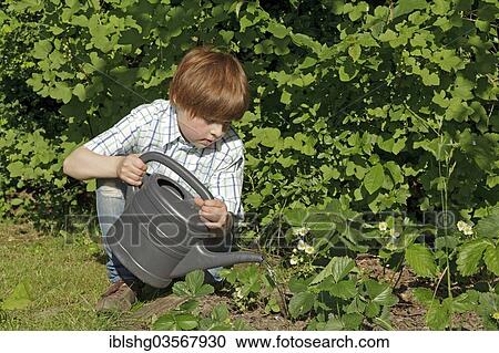 "Boy watering his garden with a watering can, Germany, Europe" View Large Photo Image Stock Image - "Boy watering his garden with a watering can, Germany, Europe". Fotosearch