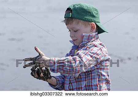 "Boy with his hands full of mud in the mudflats of the Wadden Sea, Duhnen, Cuxhaven, Lower Saxony, Germany, Europe" View Large Photo Image Stock Image - "Boy with his hands full of mud in the mudflats of the Wadden Sea, Duhnen, Cuxhaven, Lower Saxony, Germany, Europe". Fotosearch