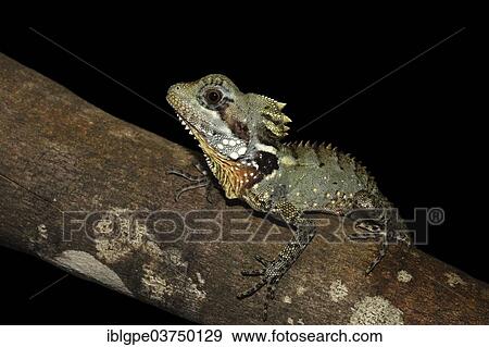 Boyd's Forest Dragon (Hypsilurus boydii) View Large Photo Image Stock Photo - Boyd's Forest Dragon (Hypsilurus boydii). Fotosearch