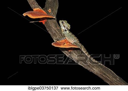 Stock Photo - Boyd's Forest Dragon (Hypsilurus boydii). Fotosearch
