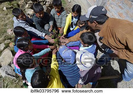 Stock Photograph - "Boys and girls in a circle around a seedling, Union Potrero, Ayacucho, Peru, South America". Fotosearch