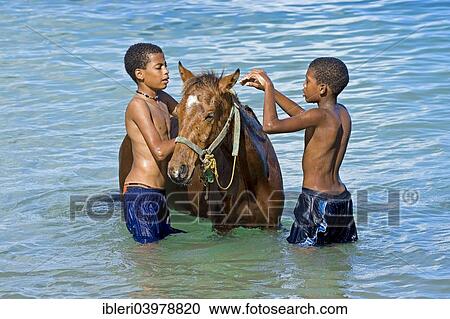 "Boys washing horses in the water, Saint Lucia, North America" View Large Photo Image Stock Image - "Boys washing horses in the water, Saint Lucia, North America". Fotosearch