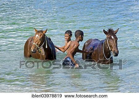 "Boys washing horses in the water, Saint Lucia, North America" View Large Photo Image Stock Photo - "Boys washing horses in the water, Saint Lucia, North America". Fotosearch