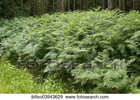 "Bracken (Pteridium aquilinum), growing in abundance, Barnbruch nature reserve, Lower Saxony, Germany, Europe" View Large Photo Image Stock Photo - "Bracken (Pteridium aquilinum), growing in abundance, Barnbruch nature reserve, Lower Saxony, Germany, Europe". Fotosearch