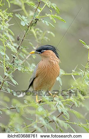 "Brahminy Myna or Brahminy Starling (Sturnus pagodarum), Keoladeo National Park, Bharatpur, Rajasthan, India, Asia" View Large Photo Image Stock Image - "Brahminy Myna or Brahminy Starling (Sturnus pagodarum), Keoladeo National Park, Bharatpur, Rajasthan, India, Asia". Fotosearch
