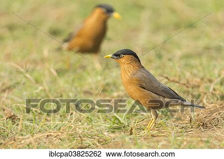 Stock Image - "Brahminy Starling (Sturnia pagodarum), Keoladeo National Park, Rajasthan, India, Asia". Fotosearch