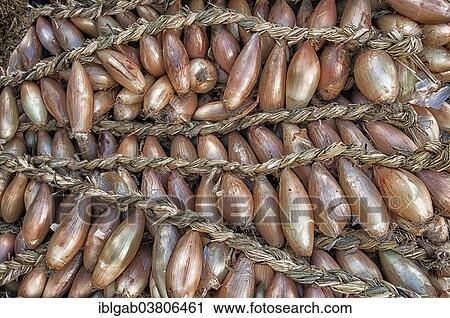 "Braids of onions, Guimaraes, Region Norte, Portugal, Europe" View Large Photo Image Stock Image - "Braids of onions, Guimaraes, Region Norte, Portugal, Europe". Fotosearch
