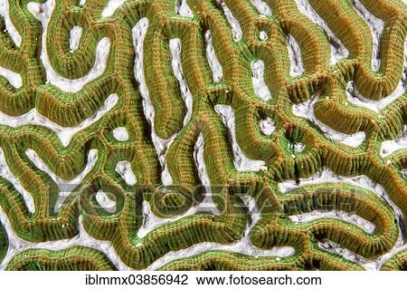 Stock Image - "Brain Coral (Leptoria sp. ), Philippines, Asia". Fotosearch